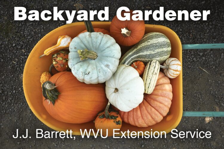 Heirloom squash varieties for the home garden